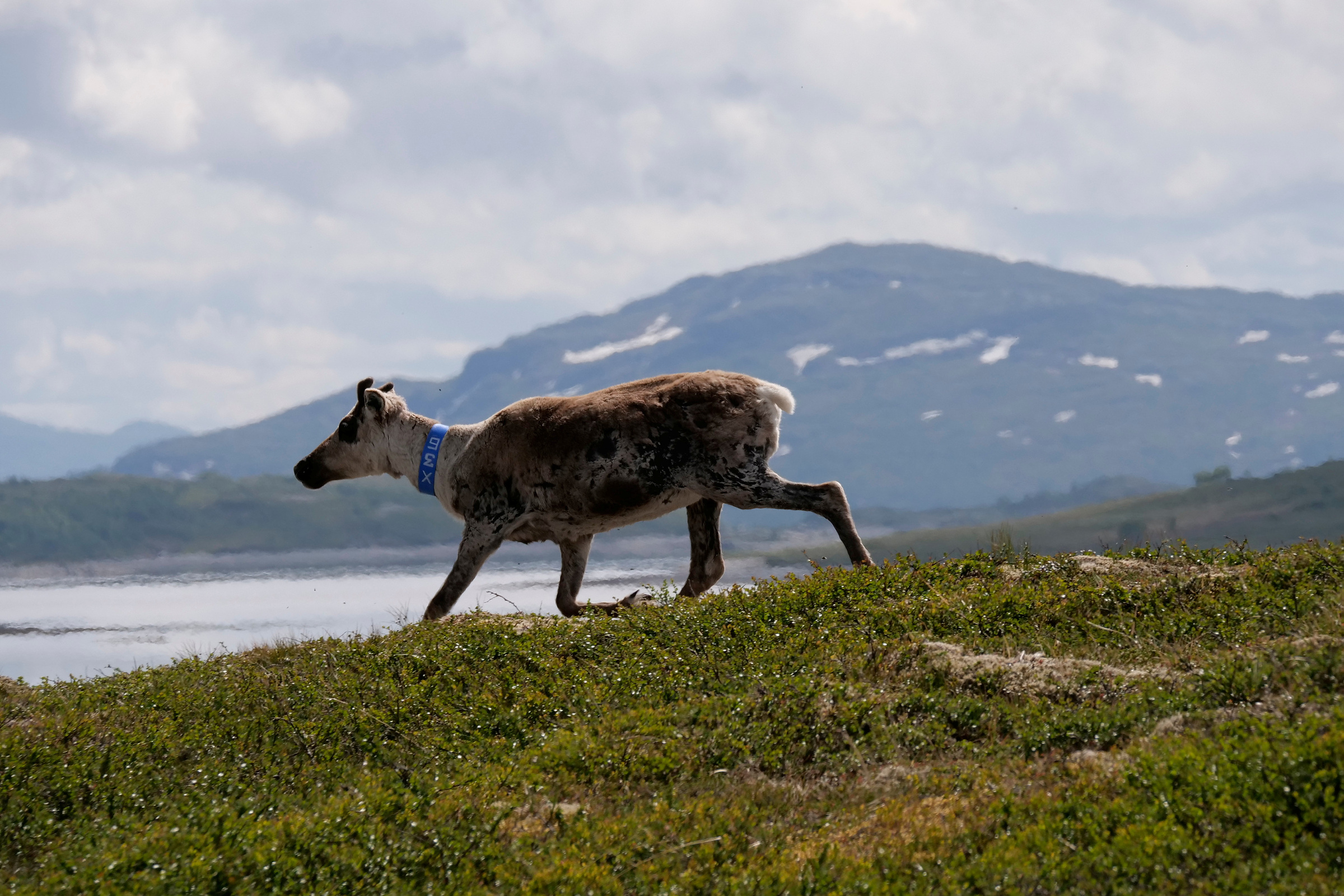 Reindrift i Skarvan og Roltdalen.
